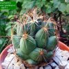 38 _Coryphantha _delaetiana 'gladiispina' SB711_ 11